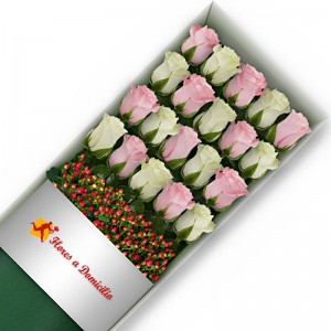 CAJA DE 20 ROSAS ROSADAS Y BLANCAS CAJA DE 20 ROSAS ROSADAS Y BLANCAS