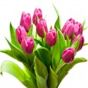 Ramo de Flores con 10 Tulipanes Rosados