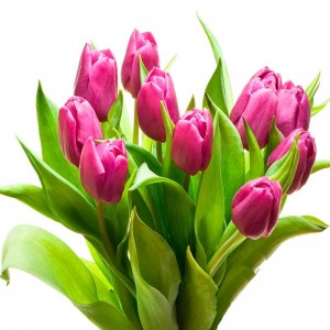 Ramo de Flores con 10 Tulipanes Rosados Ramo de Flores con 10 Tulipanes Rosados