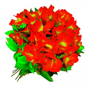 Ramo de 40 Astromelias Color Rojas Ramo de 40 Astromelias Color Rojas