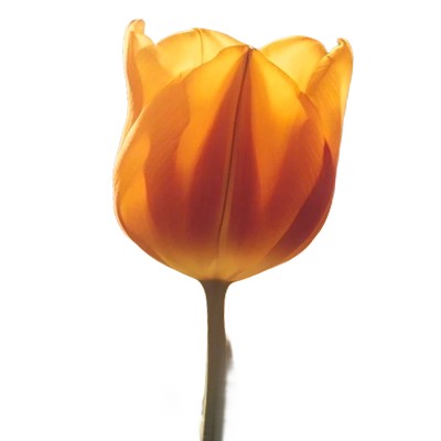 Tulipanes Naranjo