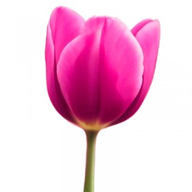 Tulipanes Fucsia